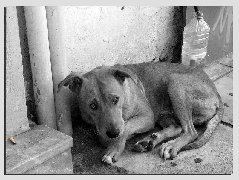 abused-dogs083.jpg